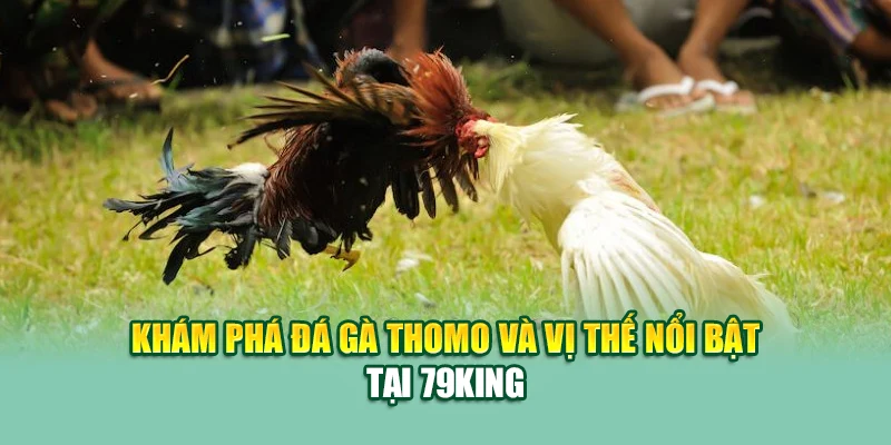 Đá Gà Thomo – Sới Đấu Biên Giới Cuốn Hút Nhất Tại 79King 1 Khám phá đá gà thomo và vị thế nổi bật tại 79King