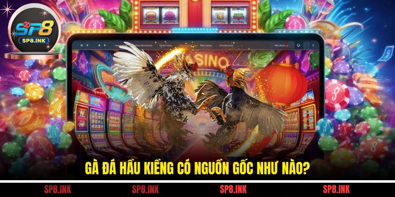 Gà đá hầu kiềng có nguồn gốc như nào?