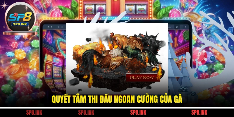 Quyết tâm thi đấu ngoan cường của gà