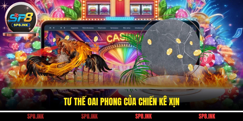 Tư thế oai phong của chiến kê xịn
